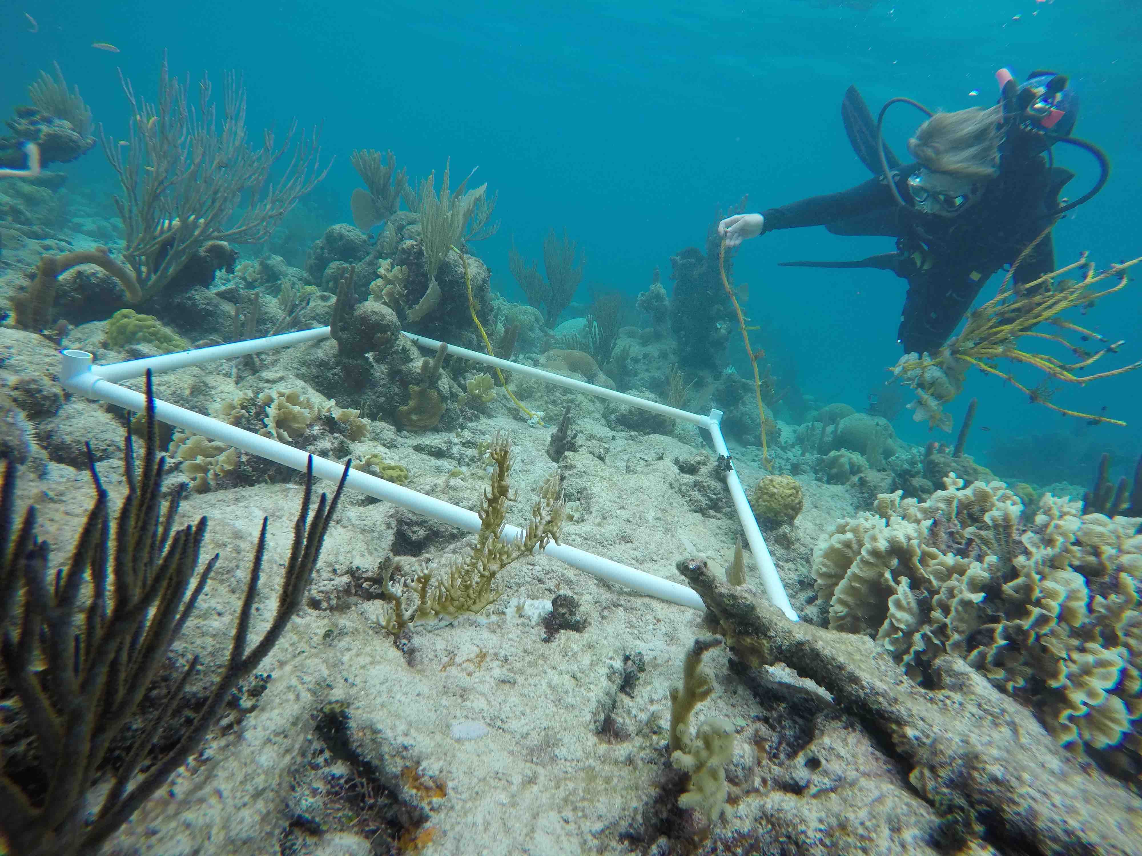 Quantifying benthic cover and herbivory at Carrie Bow Cay, Belize