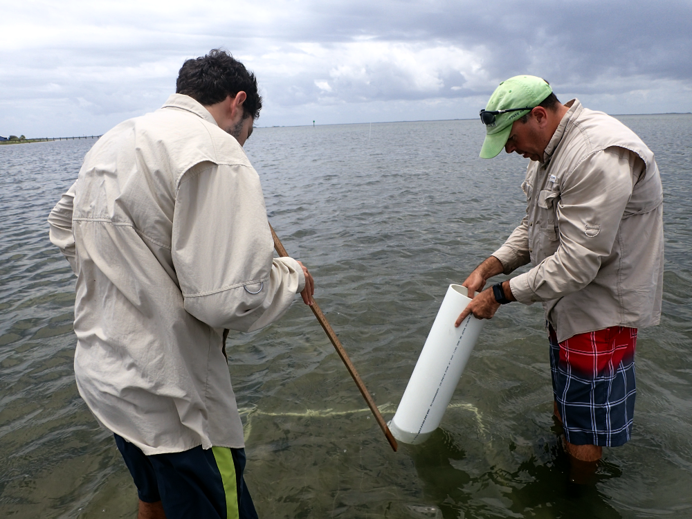 seagrass biomass core