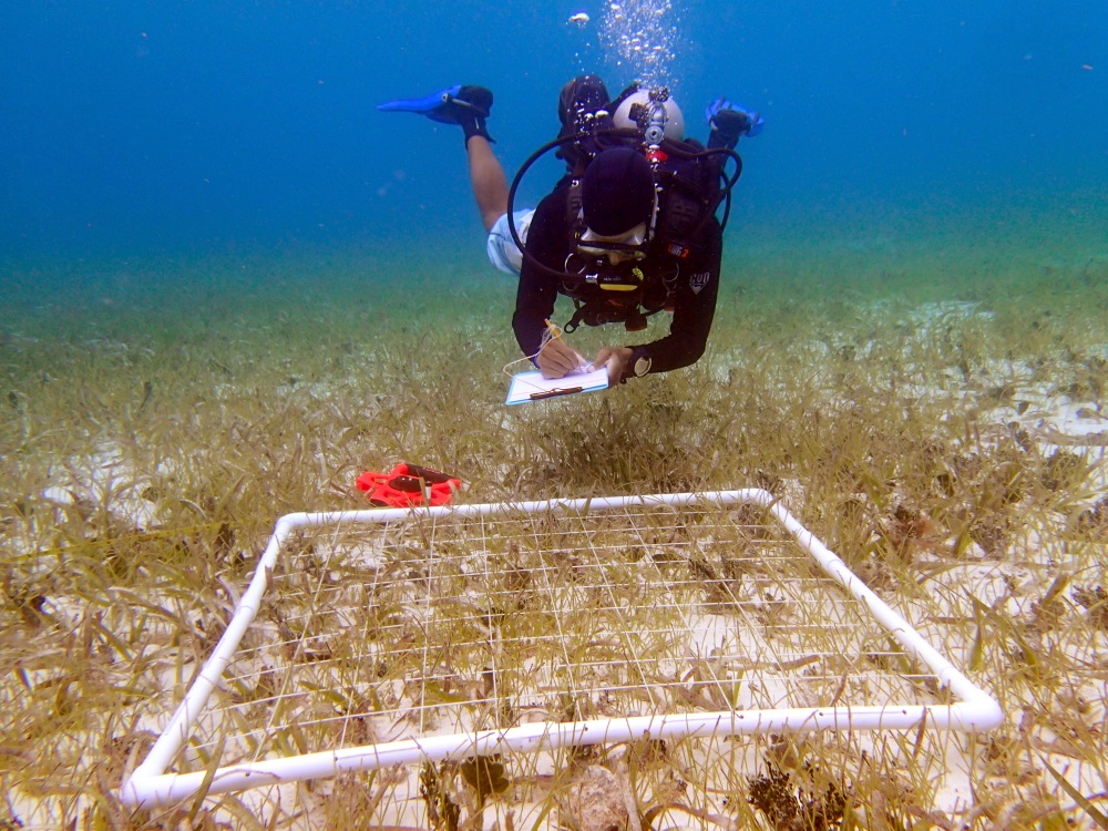Seagrass transects, Carrie Bow Cay, Belize
