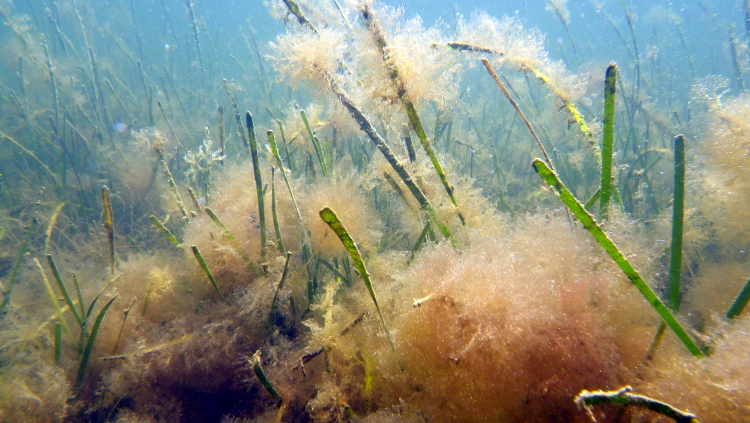 seagrass mesh bag