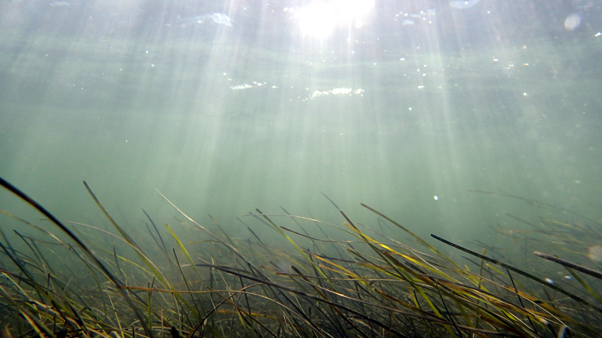 Zostera marina