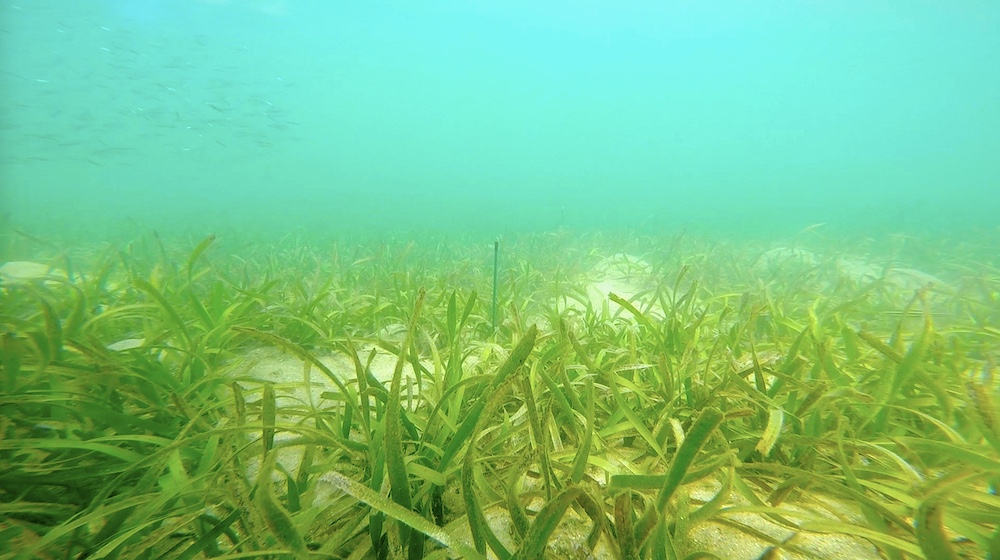 seagrass meadows food web